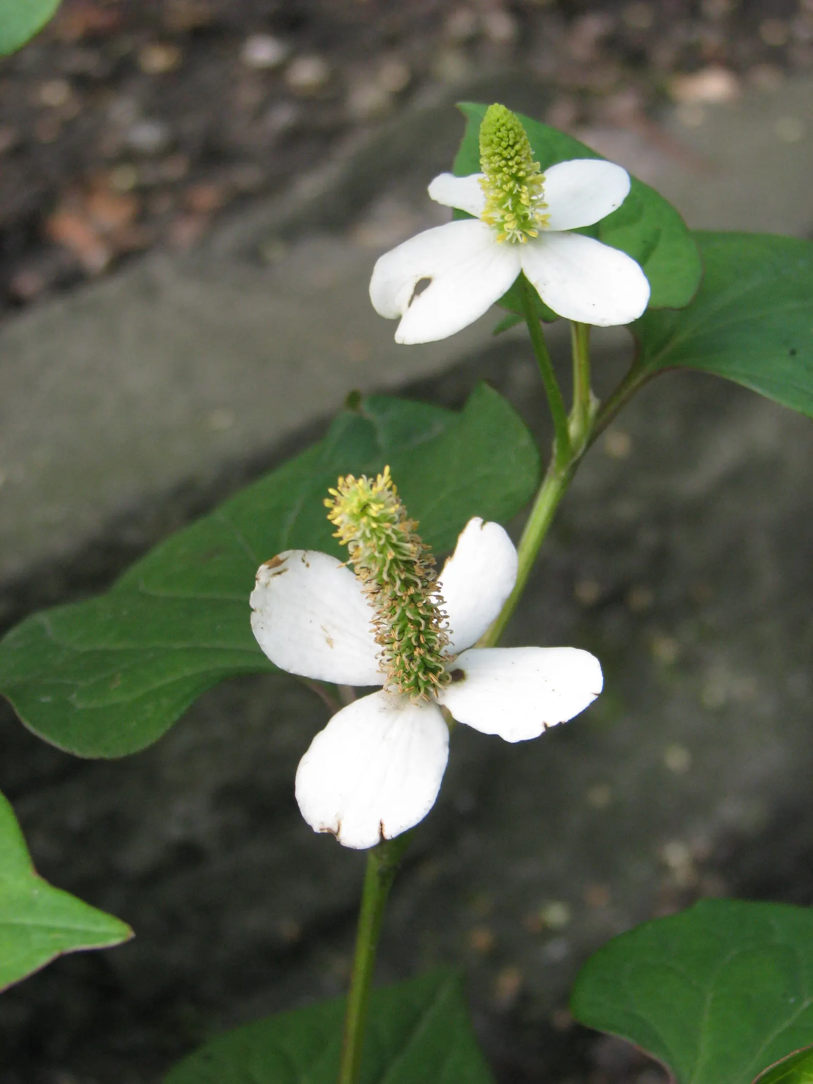 Houttuynia (Houttuynia Cordata 'Chamelion') — is a vibrant and versatile groundcover that can add a burst of color to any landscape design