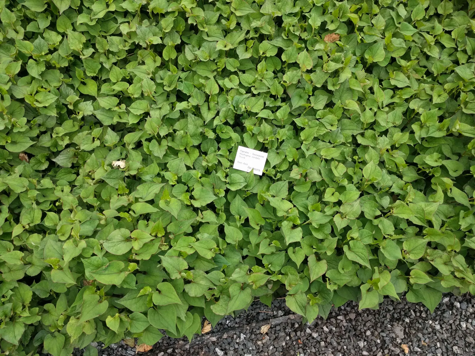 Houttuynia (Houttuynia Cordata 'Chamelion') — This vivacious plant can reach a height of 6 to 12 inches and spreads to about 18 to 24 inches