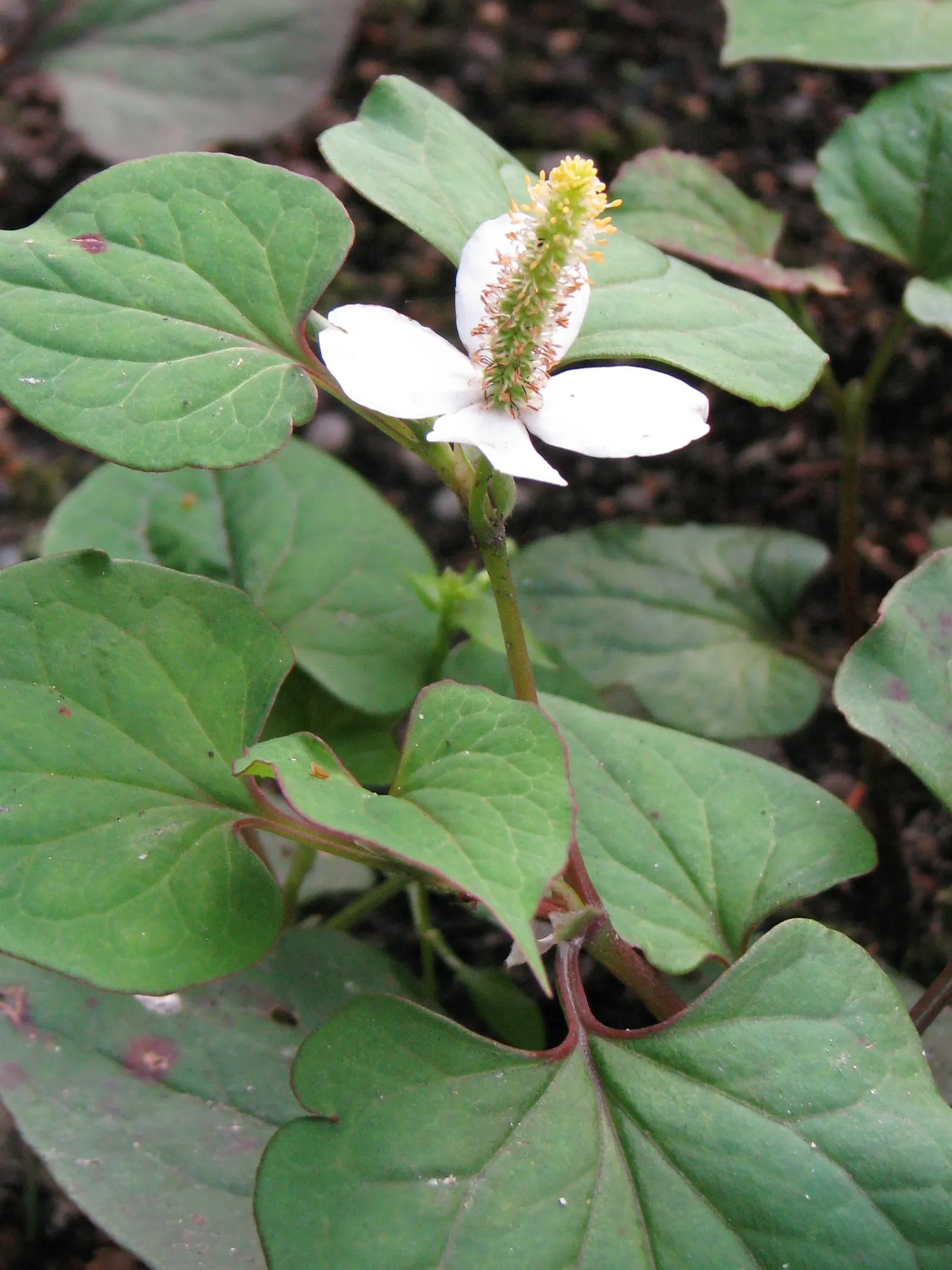 Houttuynia (Houttuynia Cordata 'Chamelion') — Its aromatic foliage can be quite aggressive in growth
