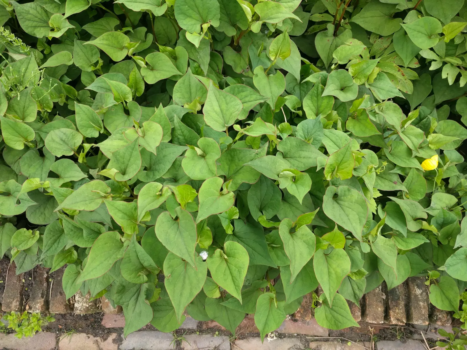 Houttuynia (Houttuynia Cordata 'Chamelion') — It thrives in USDA hardiness zones 5 through 9, image 47