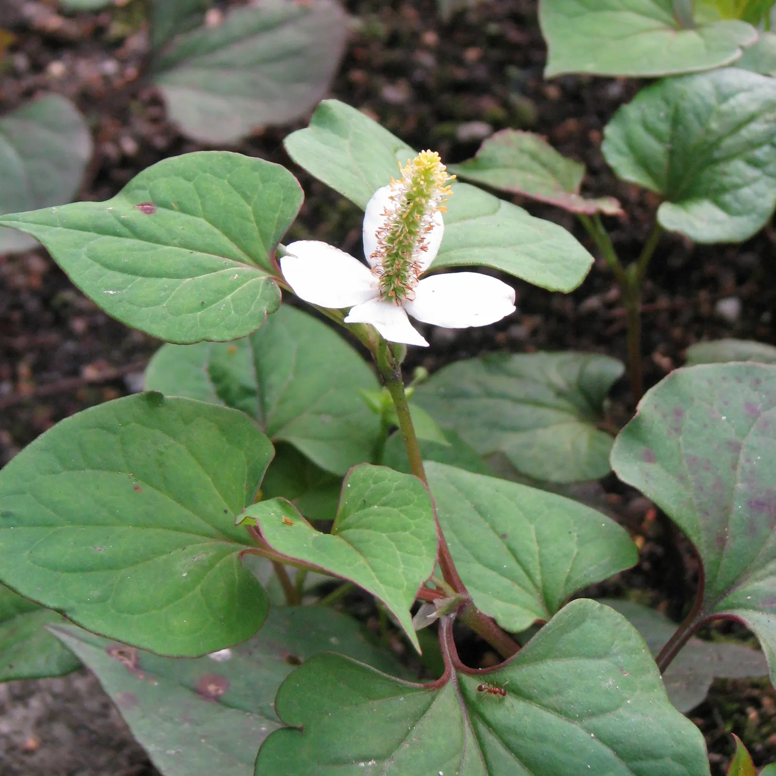 Houttuynia (Houttuynia Cordata 'Chamelion') — it adds a colorful groundcover or water garden accent but can be invasive; fragrant white flowers, image 68