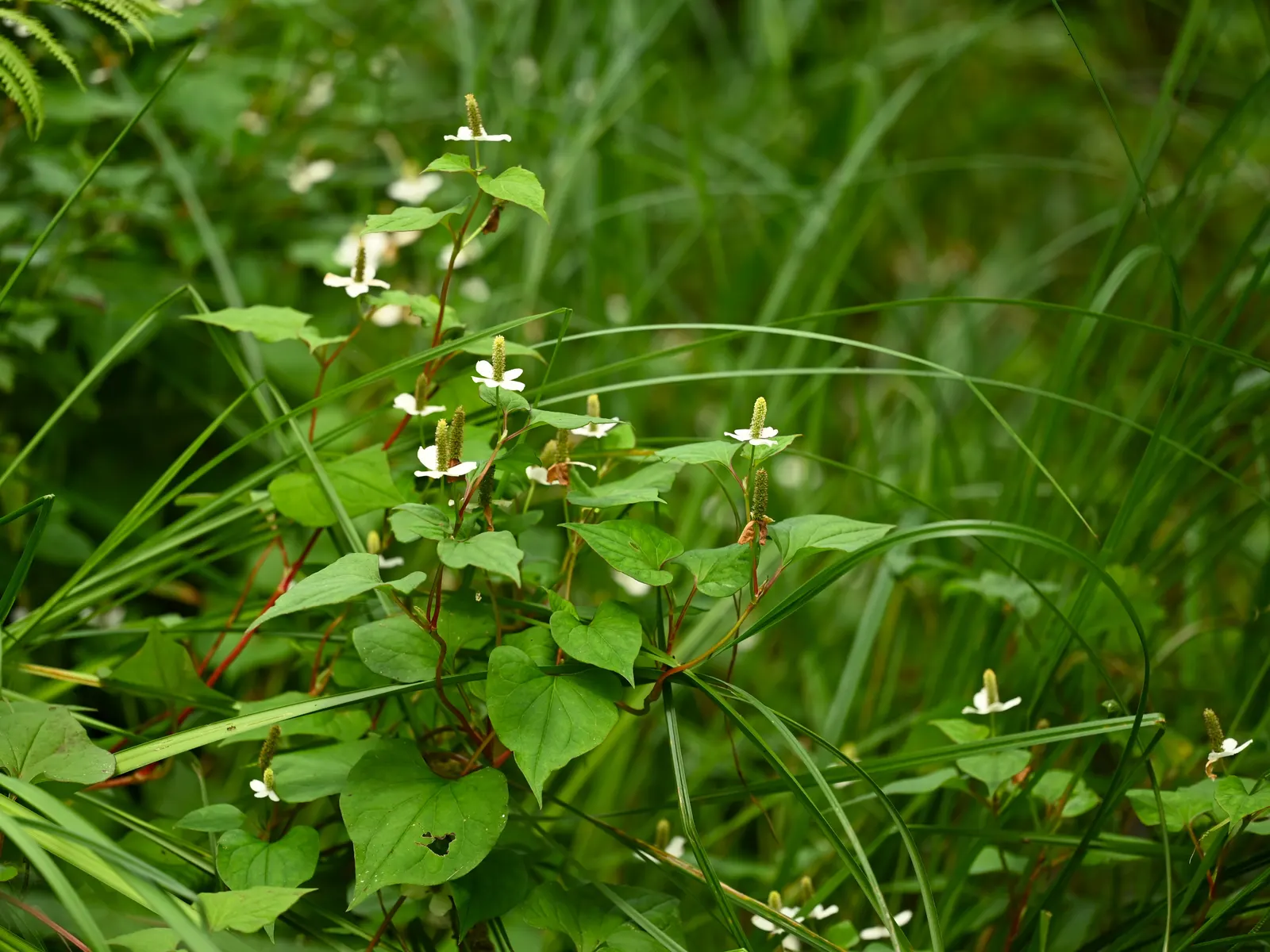 Houttuynia (Houttuynia Cordata 'Chamelion') — commonly known as Chameleon Plant; noted for its rapid growth