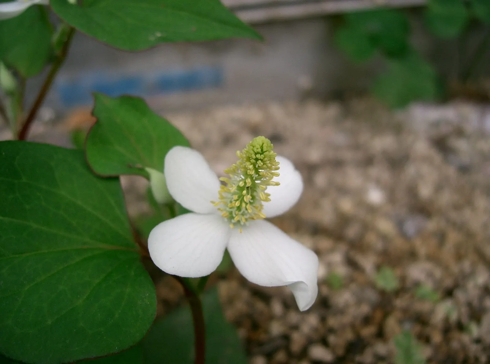 Houttuynia (Houttuynia Cordata 'Chamelion') — well-drained soil and partial to full shade; making it an ideal choice for water gardens