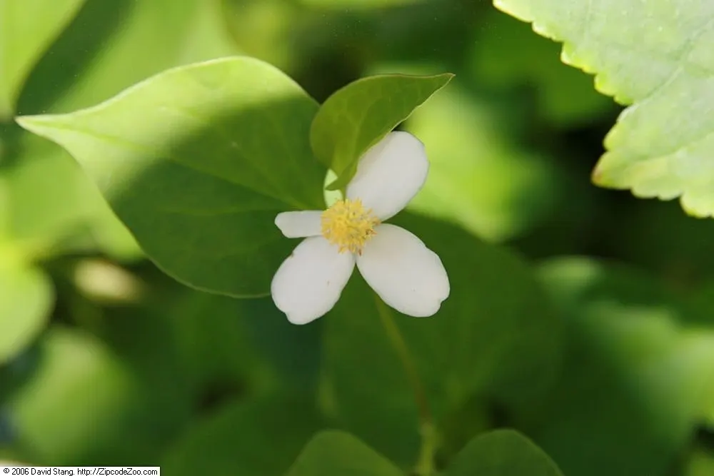 Houttuynia (Houttuynia Cordata 'Chamelion') — This vivacious plant can reach a height of 6 to 12 inches and spreads to about 18 to 24 inches; the, image 77