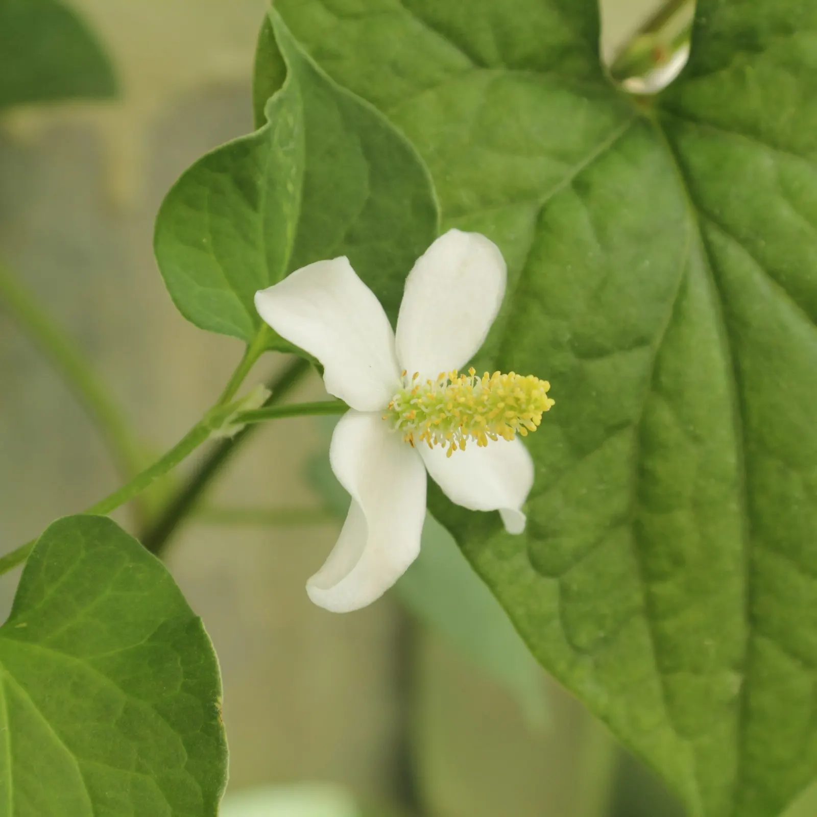 Houttuynia (Houttuynia Cordata 'Chamelion') — is a vibrant and versatile groundcover that can add a burst of color to any landscape design; it is, image 73