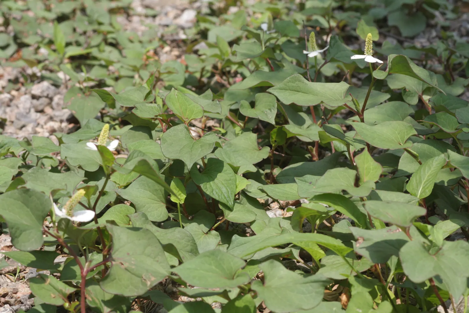 Houttuynia (Houttuynia Cordata 'Chamelion') — preferring moist to wet soil conditions