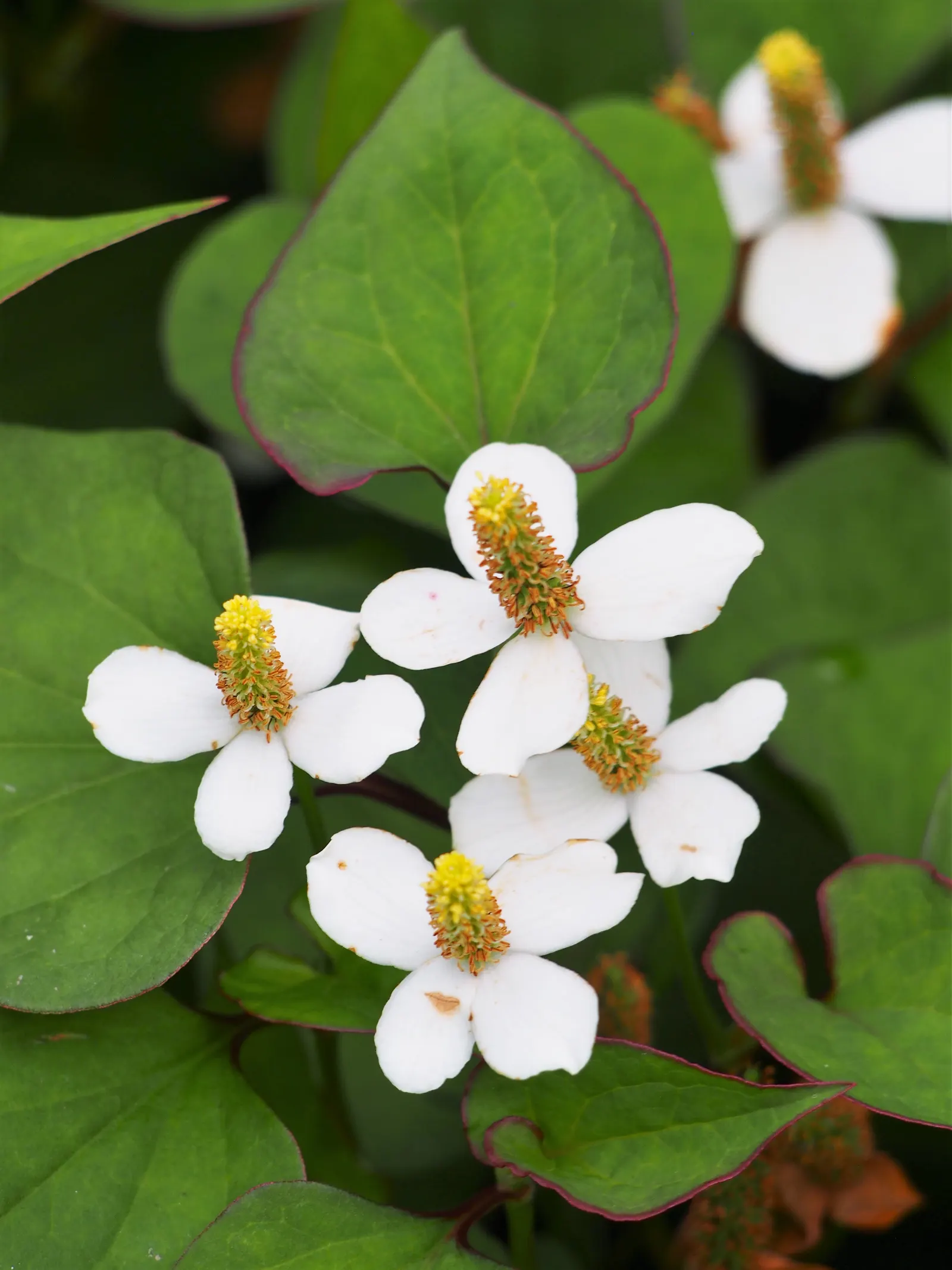 Houttuynia (Houttuynia Cordata 'Chamelion') — reaching a height and spread of 6-12 inches; providing a striking contrast in textures and colors
