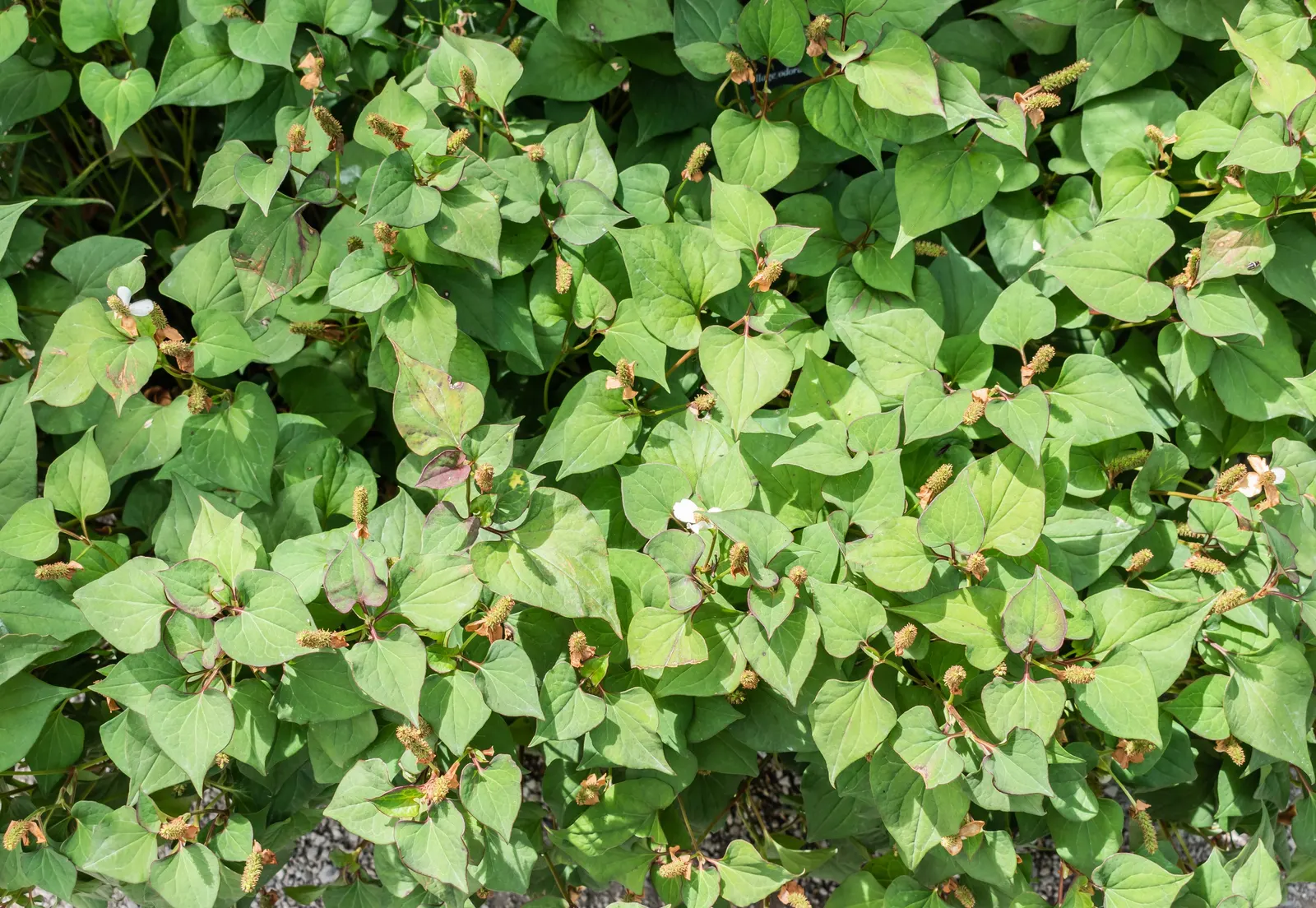 Houttuynia (Houttuynia Cordata 'Chamelion') — Noted for its rapid growth; low-growing perennial featuring heart-shaped leaves splashed with hues of red