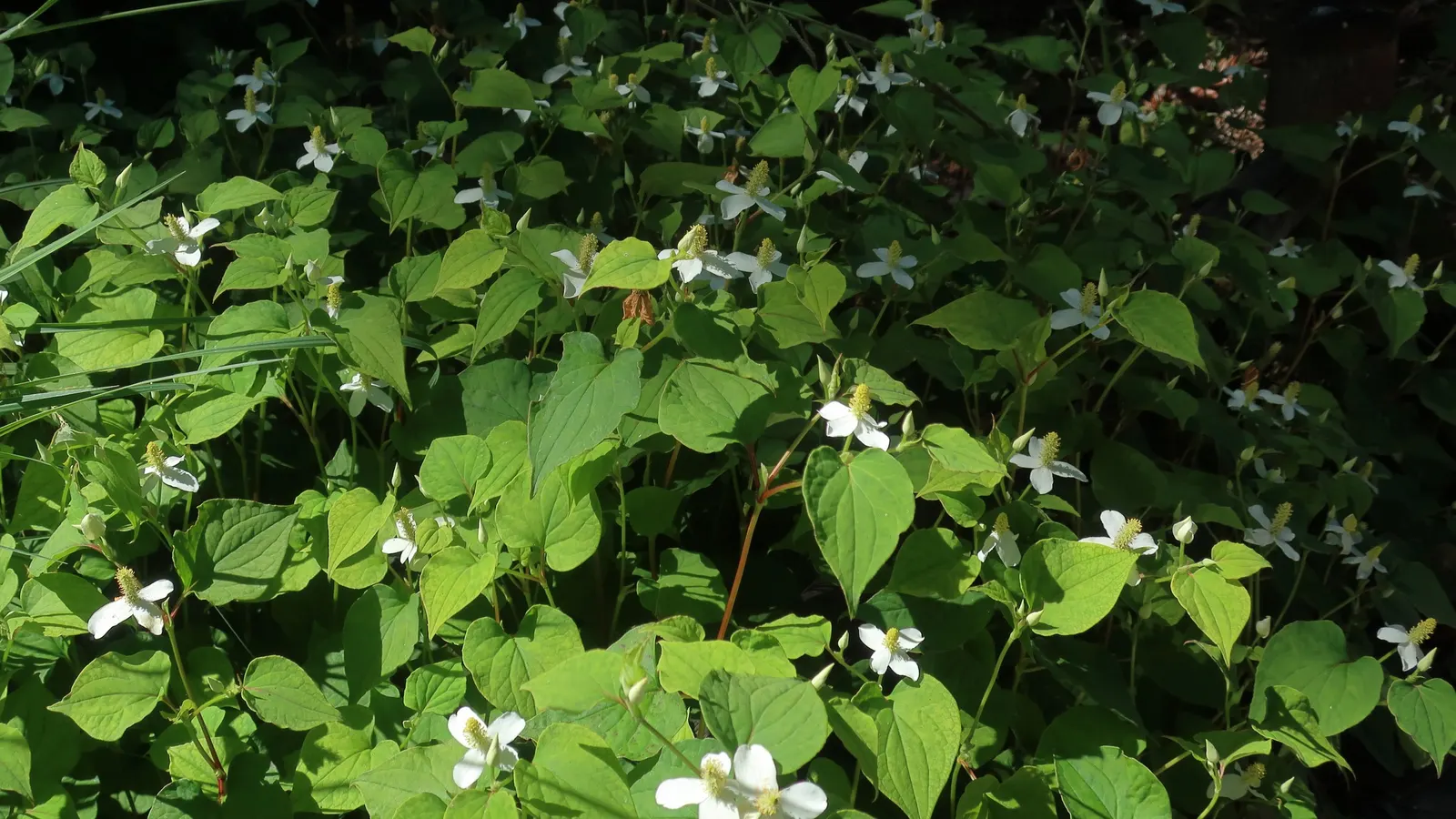 Houttuynia (Houttuynia Cordata 'Chamelion') — As for clients learning about their garden; its bold foliage pairs well with more subdued shade-loving plants