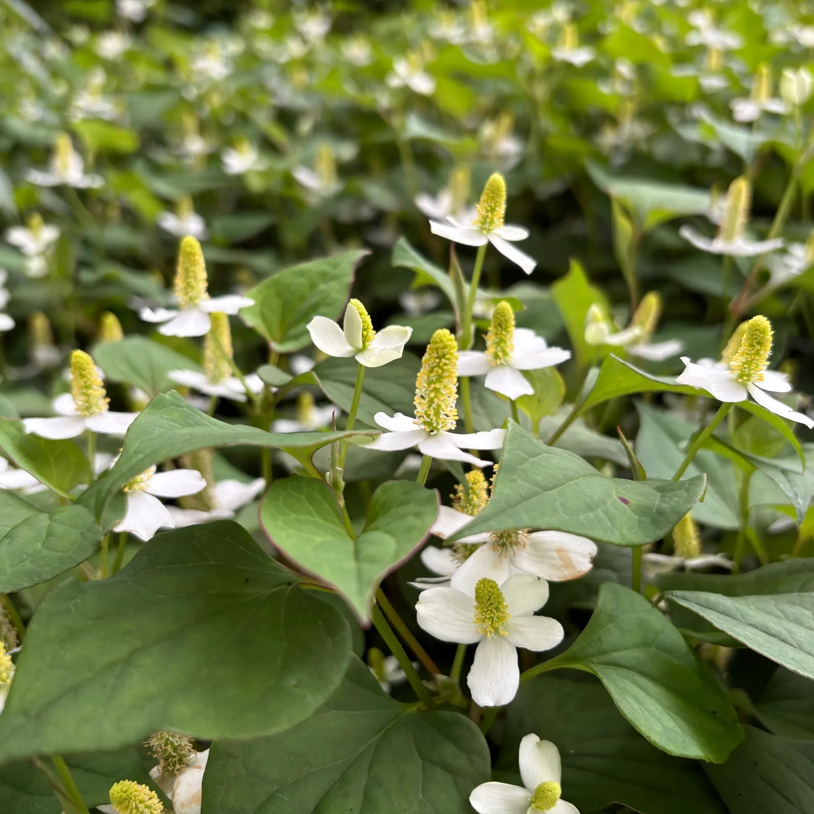 Houttuynia (Houttuynia Cordata 'Chamelion') — ground cover / perennial with yellow blooms; in the late spring to early summer