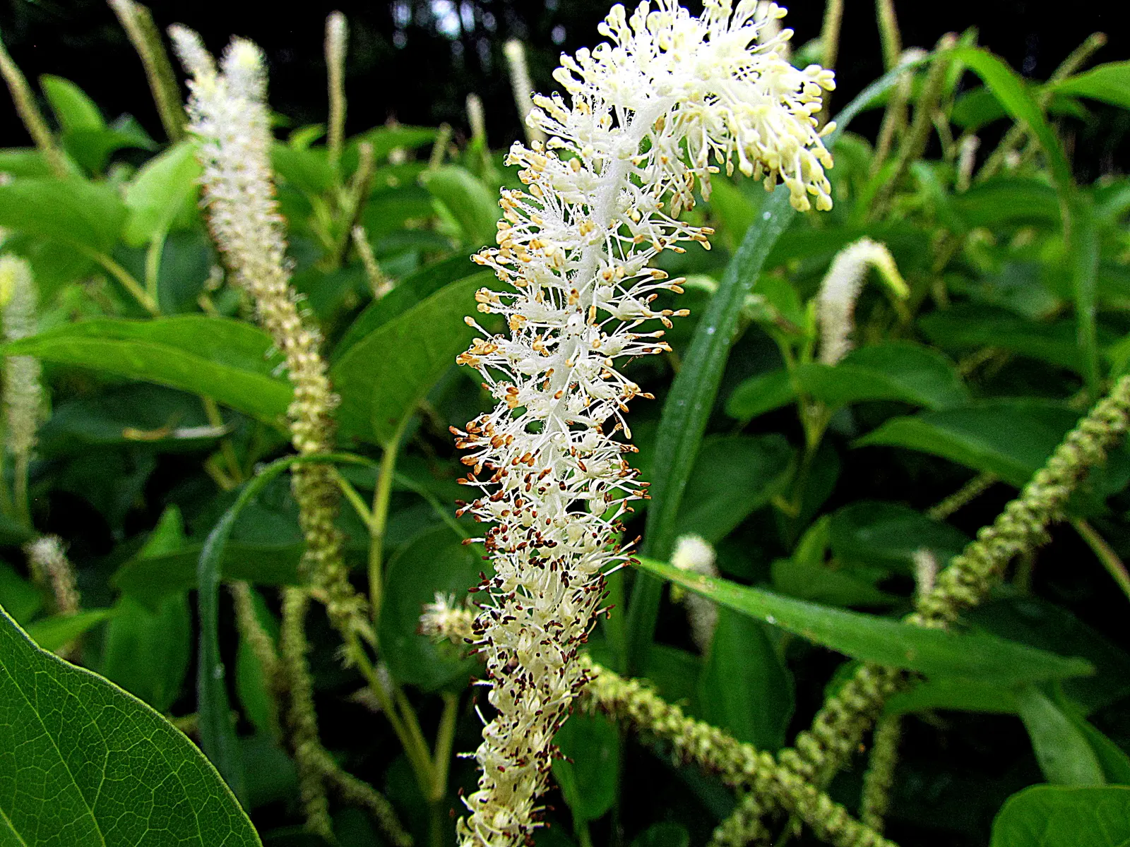 Houttuynia (Houttuynia Cordata 'Chamelion') — Thriving in USDA zones 4-8; is a vibrant and versatile groundcover that can add a burst of color to, image 64