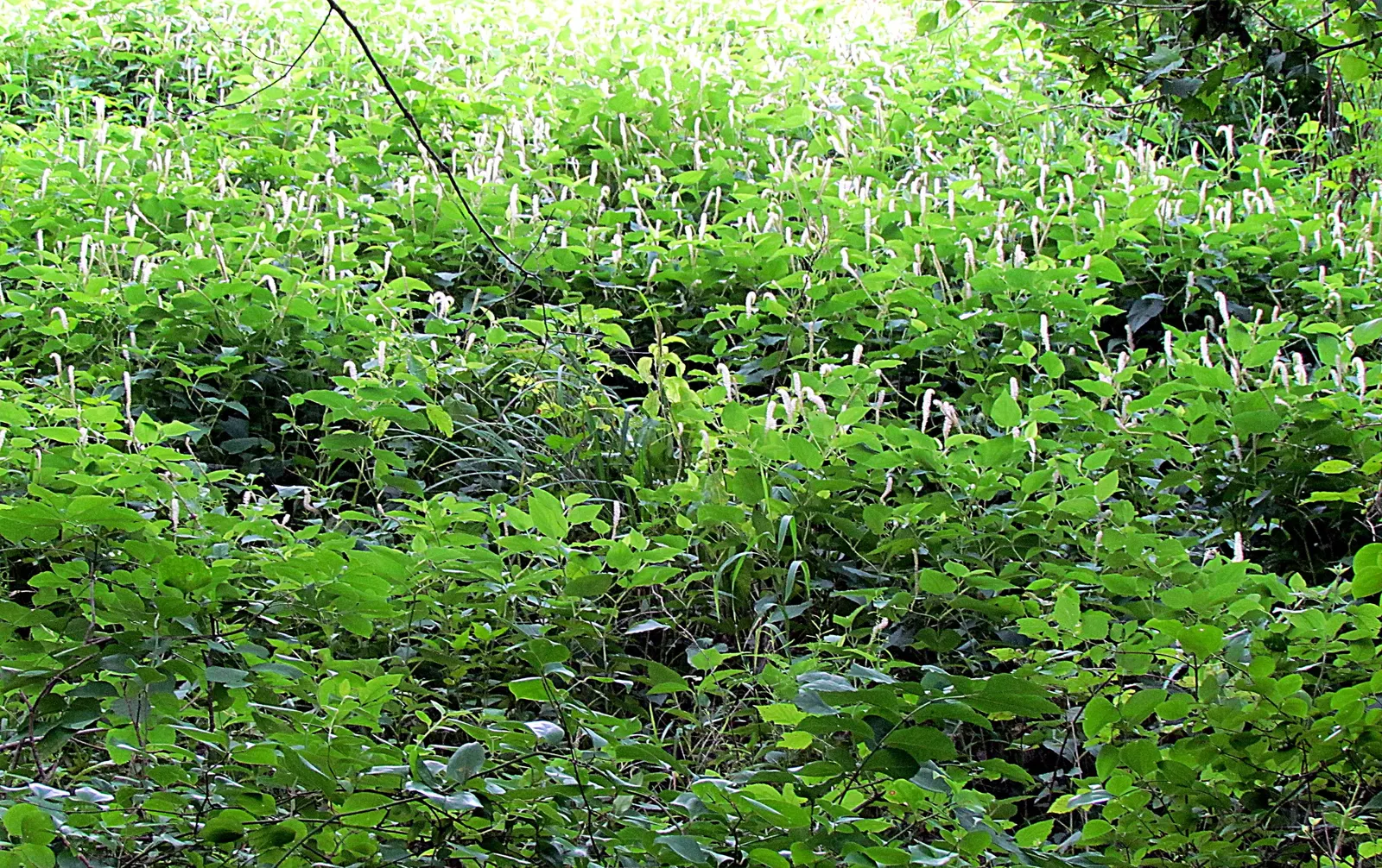 Houttuynia (Houttuynia Cordata 'Chamelion') — In the late spring to early summer; its aromatic foliage can be quite aggressive in growth