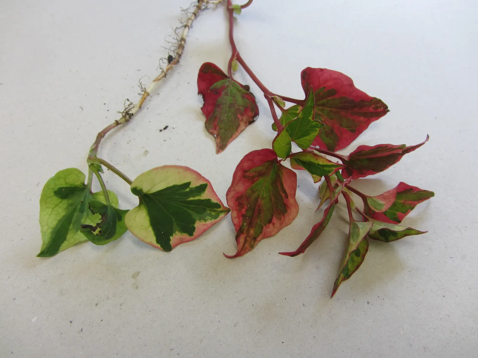 Houttuynia (Houttuynia Cordata 'Chamelion') — keep in perspective its invasive nature and plant with care; the Chameleon Plant is low-maintenance