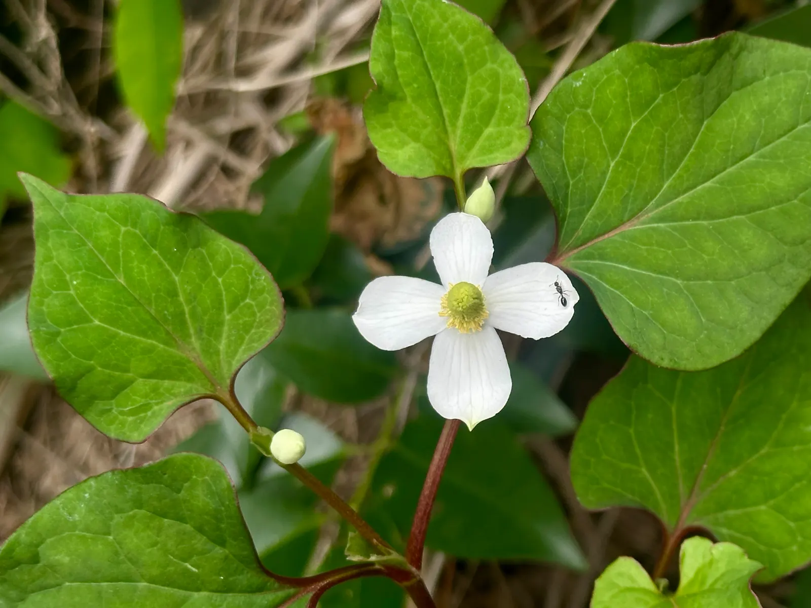 Houttuynia (Houttuynia Cordata 'Chamelion') — making it an ideal choice for water gardens