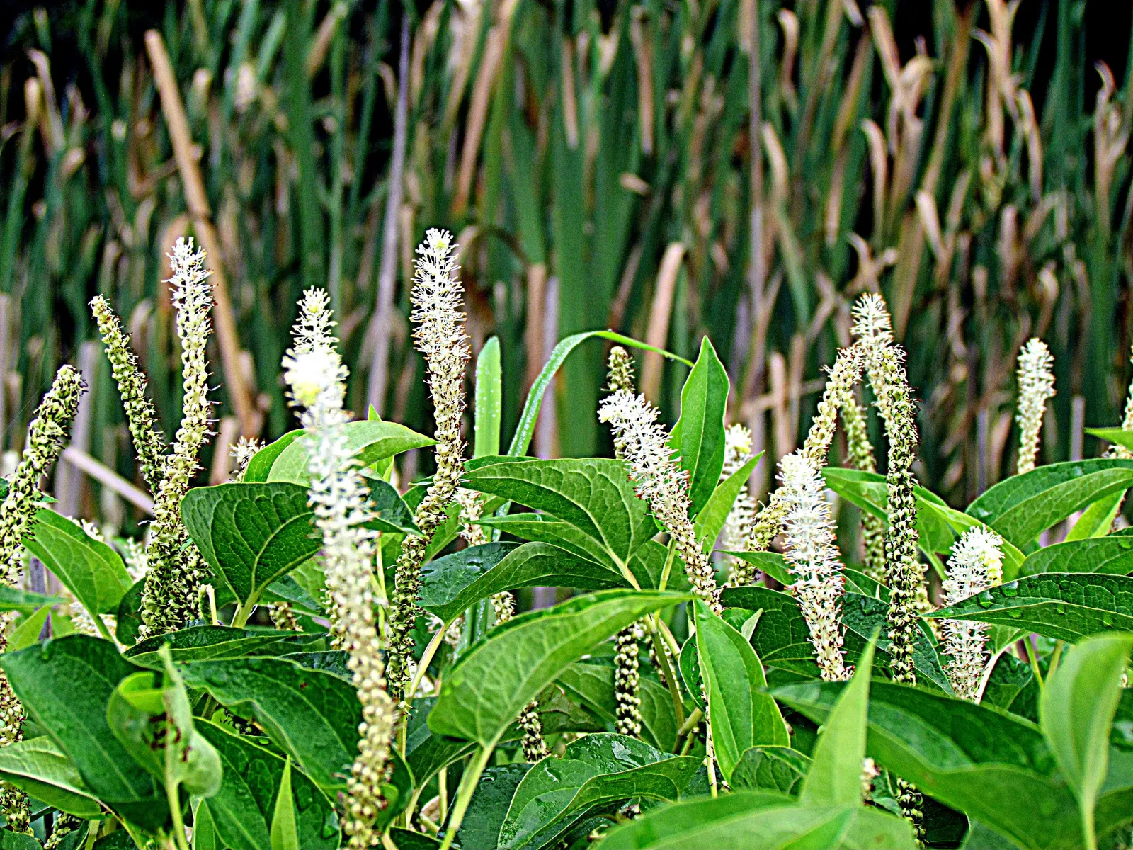 Houttuynia (Houttuynia Cordata 'Chamelion') — Fragrant white flowers appear in summer