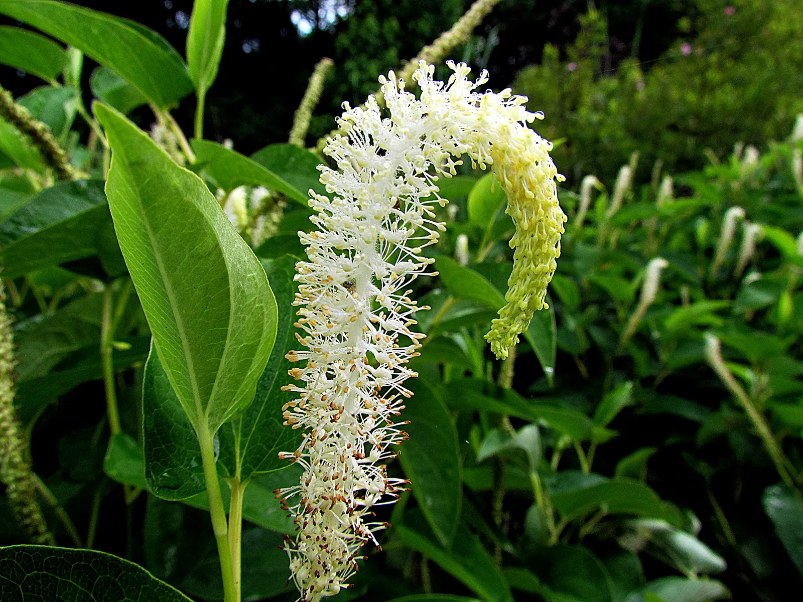 Houttuynia (Houttuynia Cordata 'Chamelion') — it adds a colorful groundcover or water garden accent but can be invasive