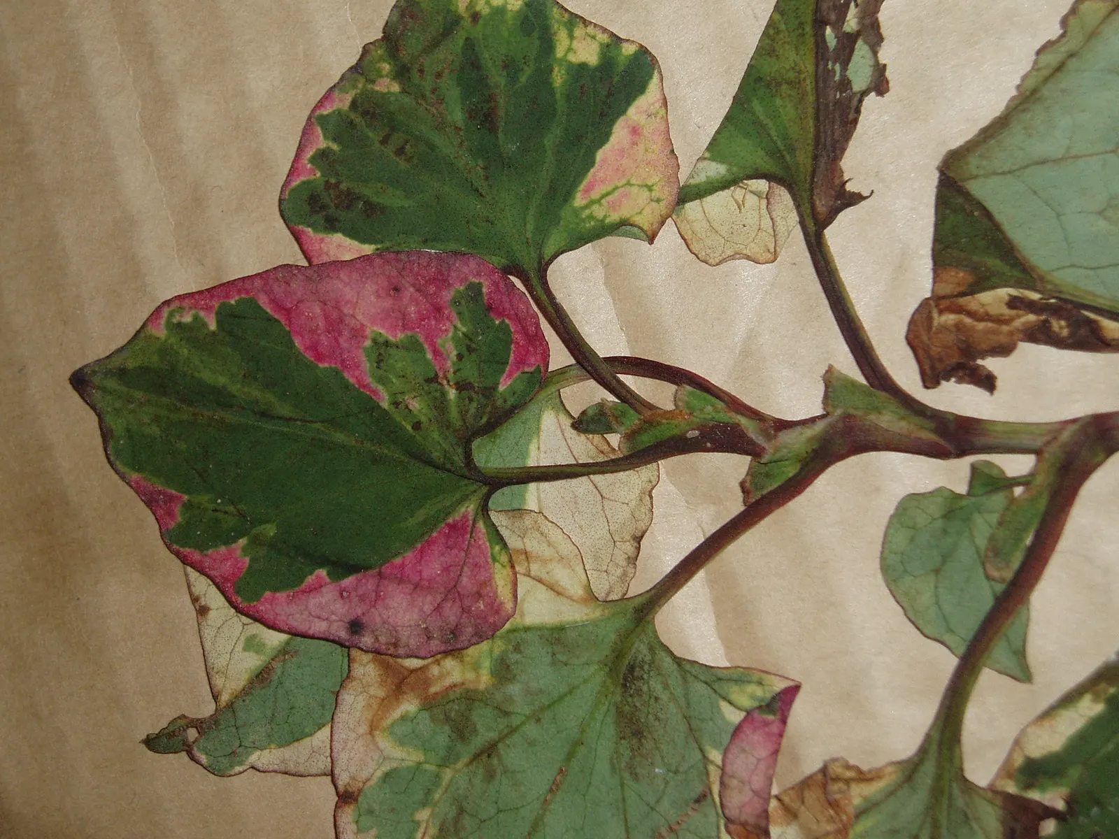 Houttuynia (Houttuynia Cordata 'Chamelion') — well-drained soil and partial to full shade