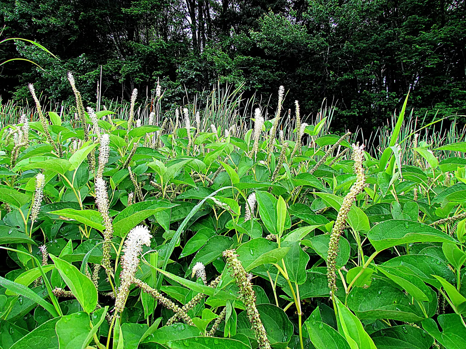 Houttuynia (Houttuynia Cordata 'Chamelion') — commonly known as Chameleon Plant; noted for its rapid growth, image 72