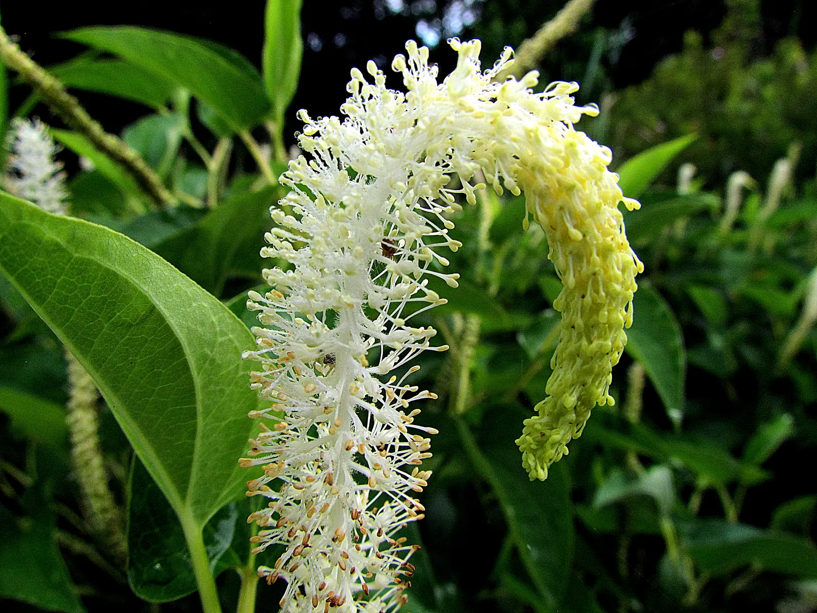 Houttuynia (Houttuynia Cordata 'Chamelion') — It is known for its heart-shaped leaves; although its colors are most vivid in full sun - as long as, image 74