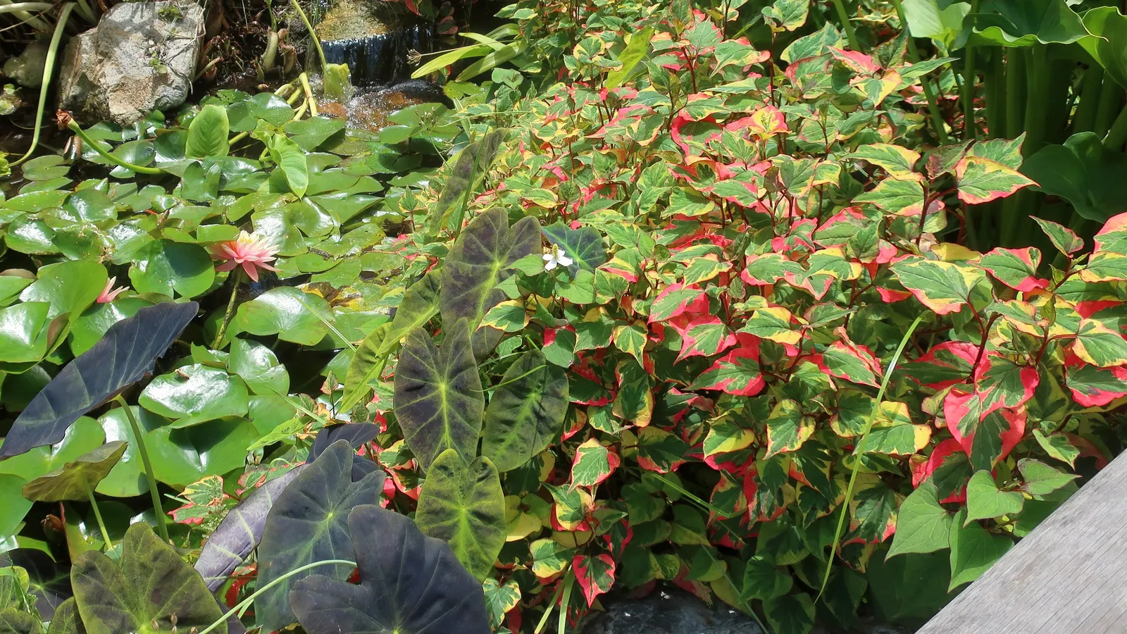 Houttuynia (Houttuynia Cordata 'Chamelion') — Regular maintenance may include trimming back runners to prevent unwanted spread