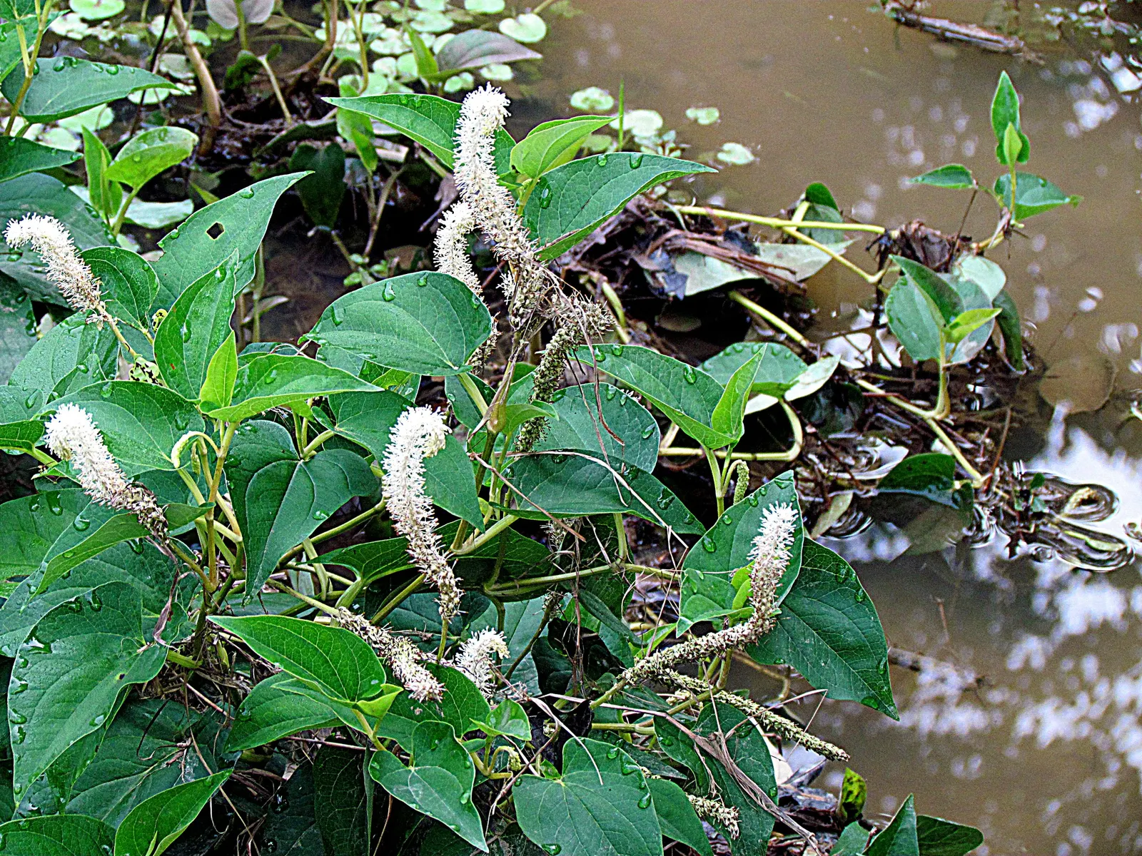 Houttuynia (Houttuynia Cordata 'Chamelion') — It is known for its heart-shaped leaves