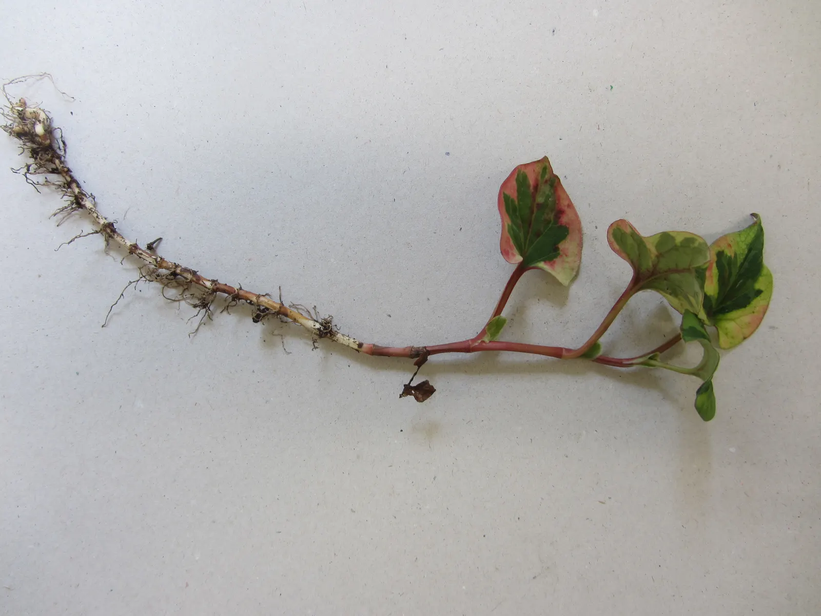Houttuynia (Houttuynia Cordata 'Chamelion') — This vivacious plant can reach a height of 6 to 12 inches and spreads to about 18 to 24 inches; the Houttuynia