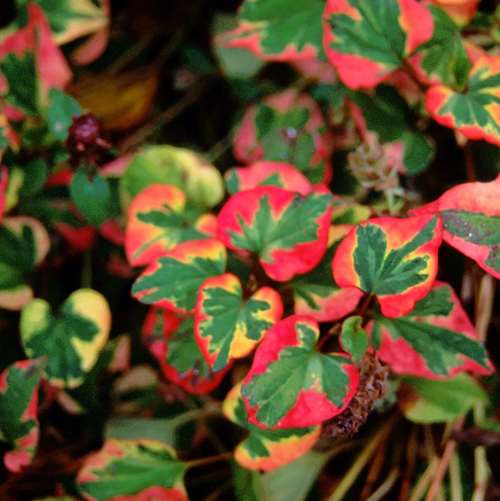Houttuynia (Houttuynia Cordata 'Chamelion') — It thrives in USDA hardiness zones 5 through 9