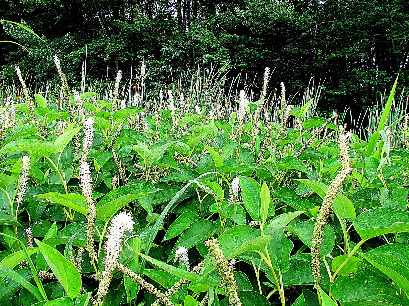 Houttuynia (Houttuynia Cordata 'Chamelion') — keep in perspective its invasive nature and plant with care; the Chameleon Plant is low-maintenance, image 84