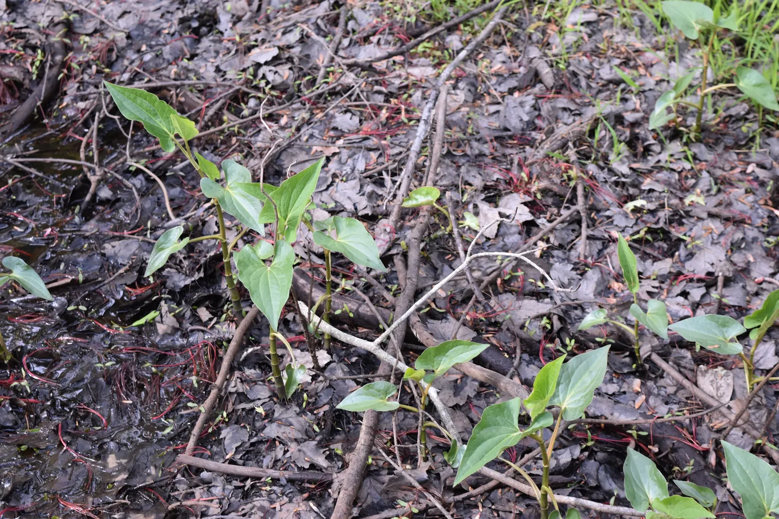 Houttuynia (Houttuynia Cordata 'Chamelion') — Its bold foliage pairs well with more subdued shade-loving plants
