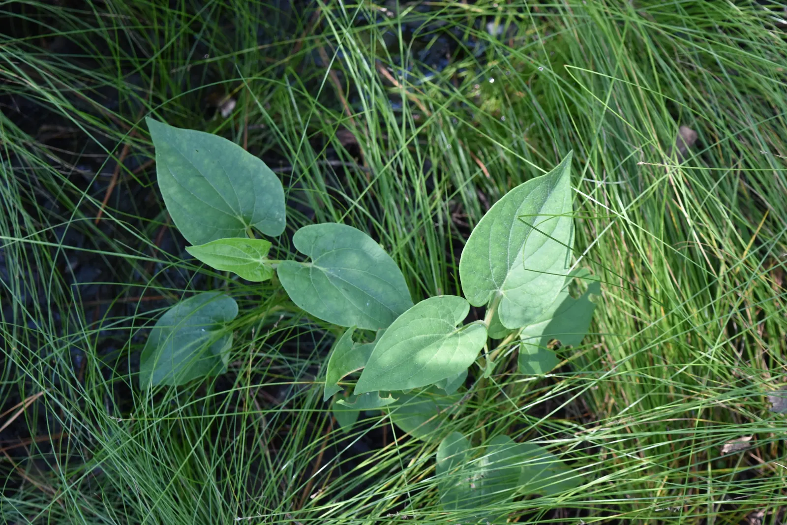 Houttuynia (Houttuynia Cordata 'Chamelion') — it adds a colorful groundcover or water garden accent but can be invasive; fragrant white flowers appear in summer