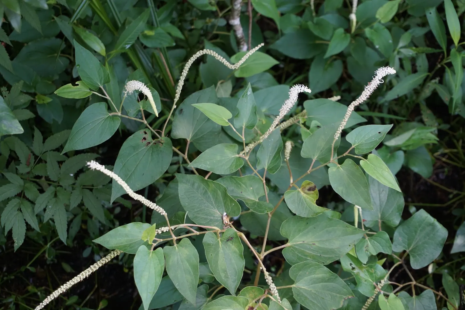 Houttuynia (Houttuynia Cordata 'Chamelion') — The Houttuynia cordata 'Chameleon'