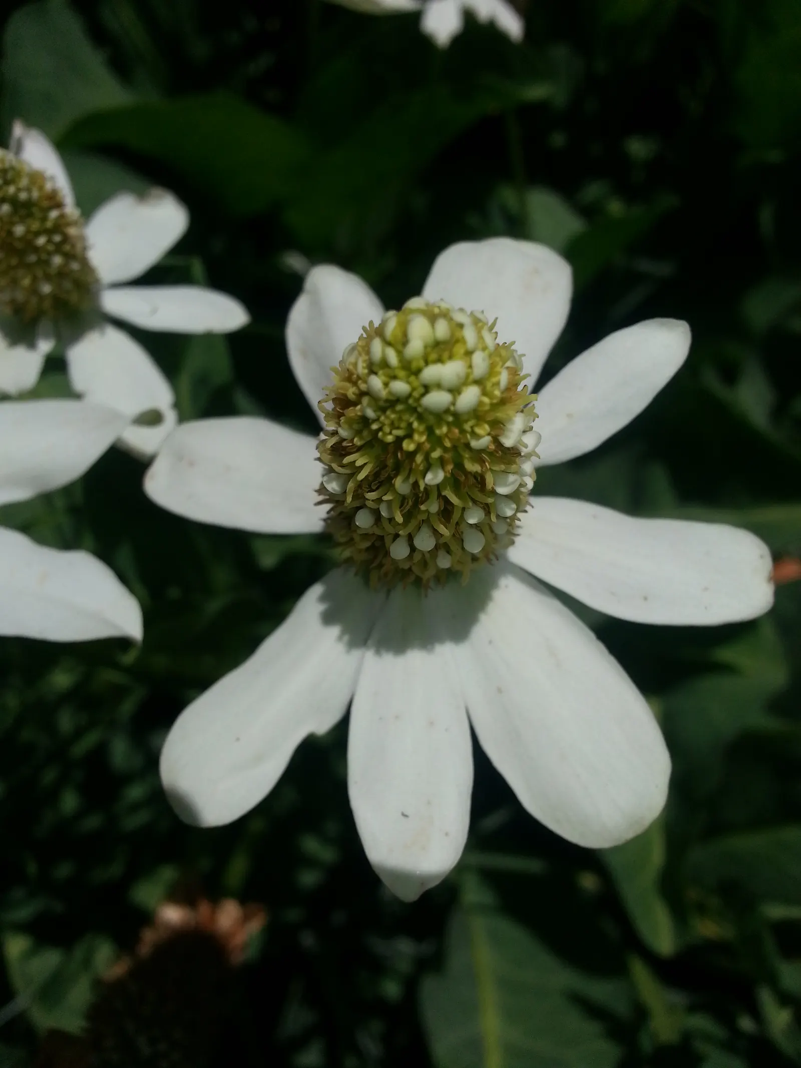 Houttuynia (Houttuynia Cordata 'Chamelion') — which display an artistic mosaic of green