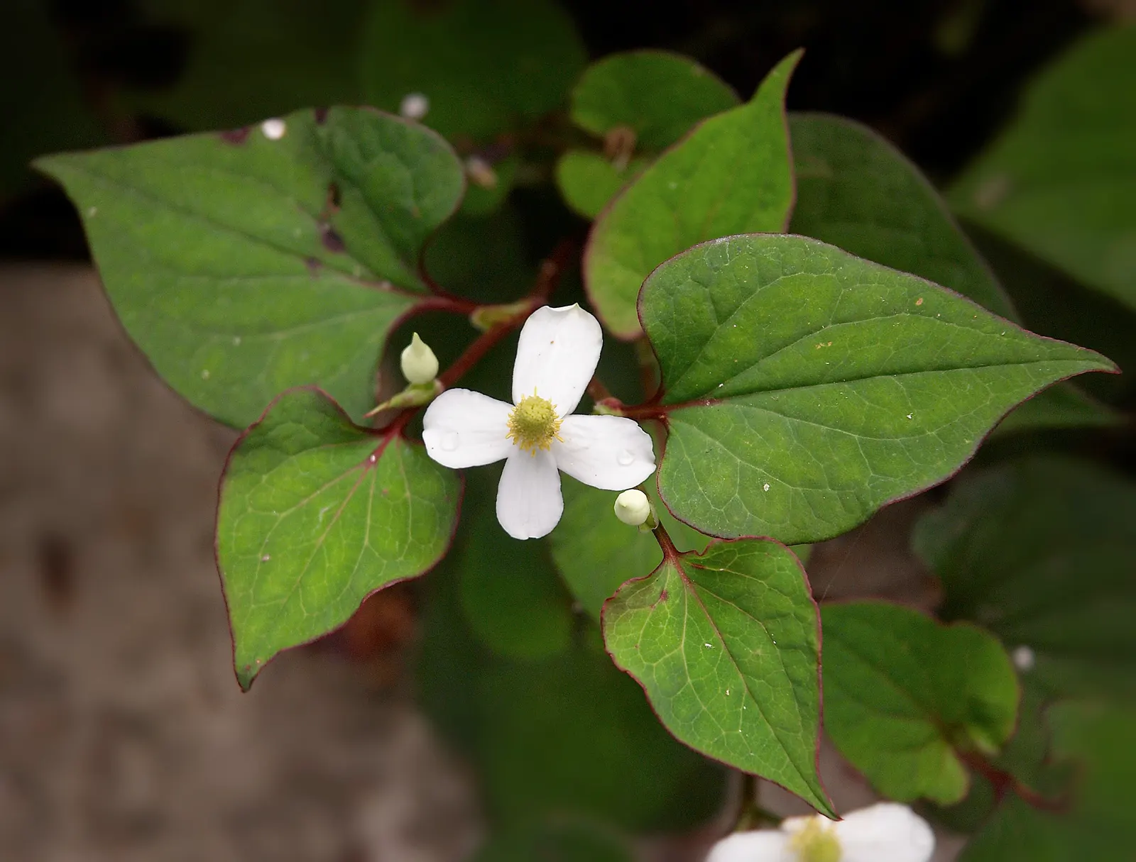Houttuynia (Houttuynia Cordata 'Chamelion') — although its colors are most vivid in full sun - as long as its soil moisture needs are met