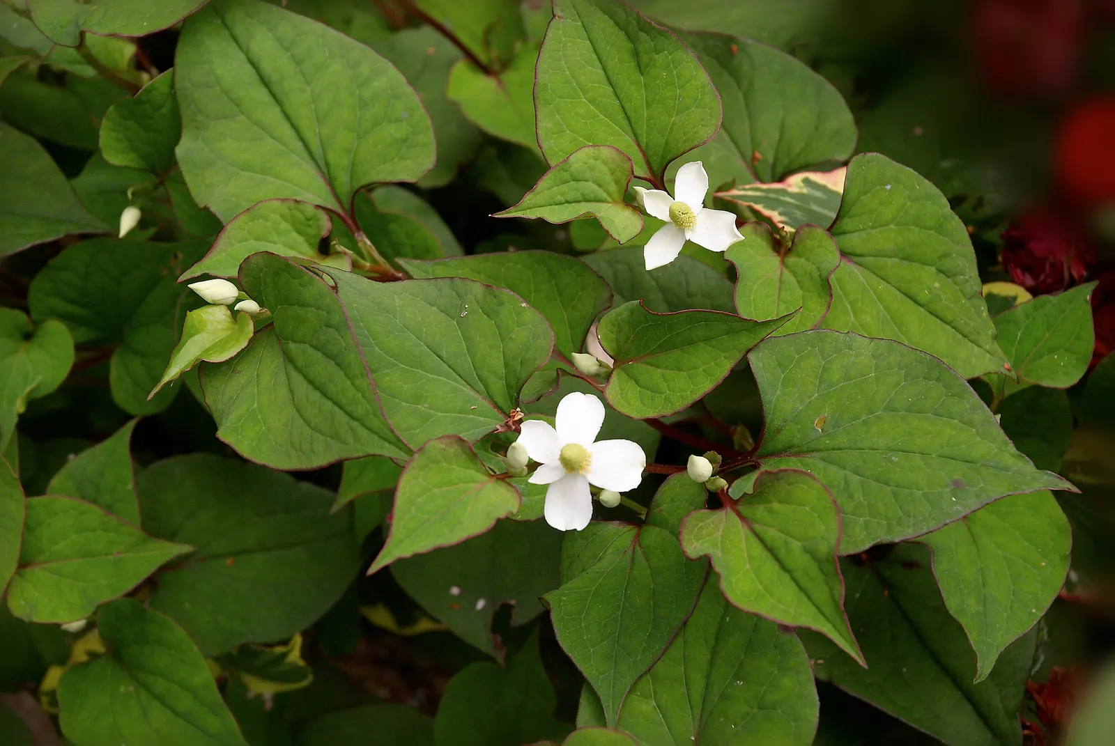 Houttuynia (Houttuynia Cordata 'Chamelion') — reminiscent of a painter's palette