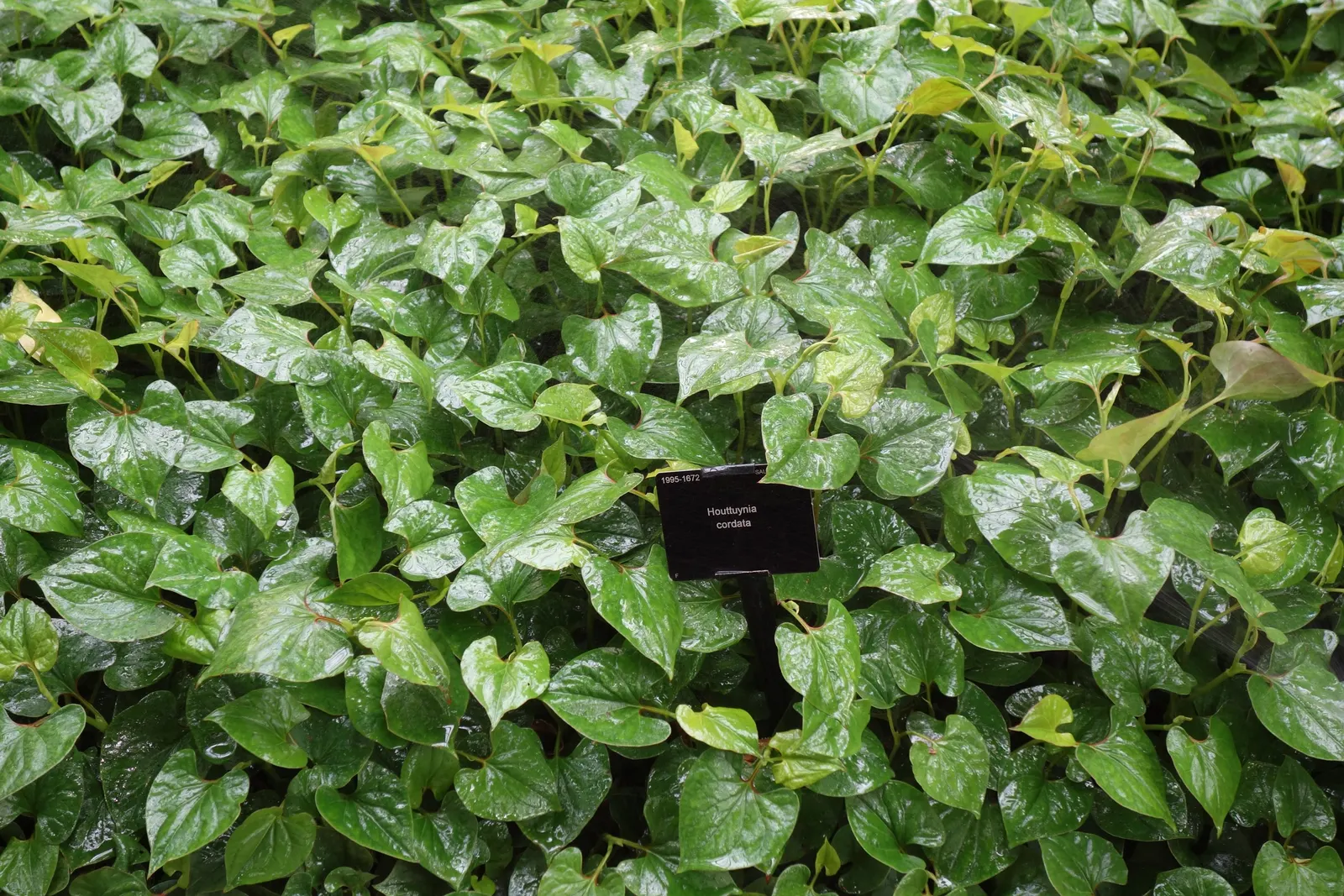 Houttuynia (Houttuynia Cordata 'Chamelion') — the Chameleon Plant is low-maintenance; ground cover / perennial for full or half