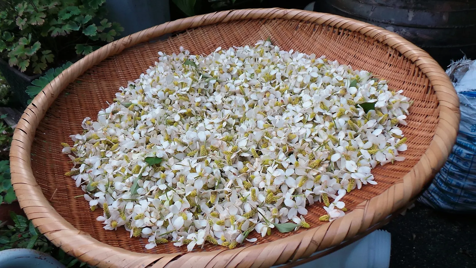 Houttuynia (Houttuynia Cordata 'Chamelion') — which display an artistic mosaic of green; as for clients learning about their garden