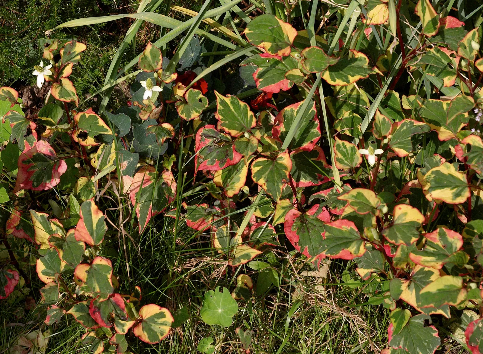 Houttuynia (Houttuynia Cordata 'Chamelion') — preferring moist to wet soil conditions; regular maintenance may include trimming back runners to, image 79