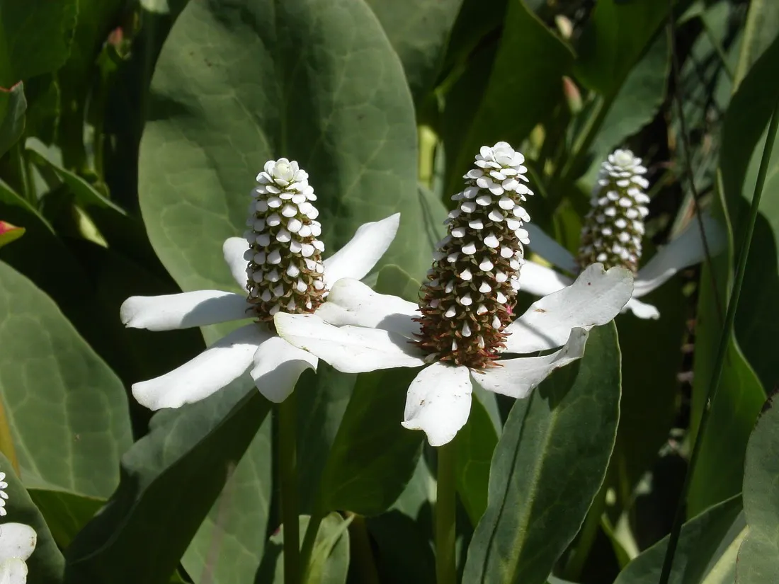 Houttuynia (Houttuynia Cordata 'Chamelion') — Regular maintenance may include trimming back runners to prevent unwanted spread; well-drained soil and partial