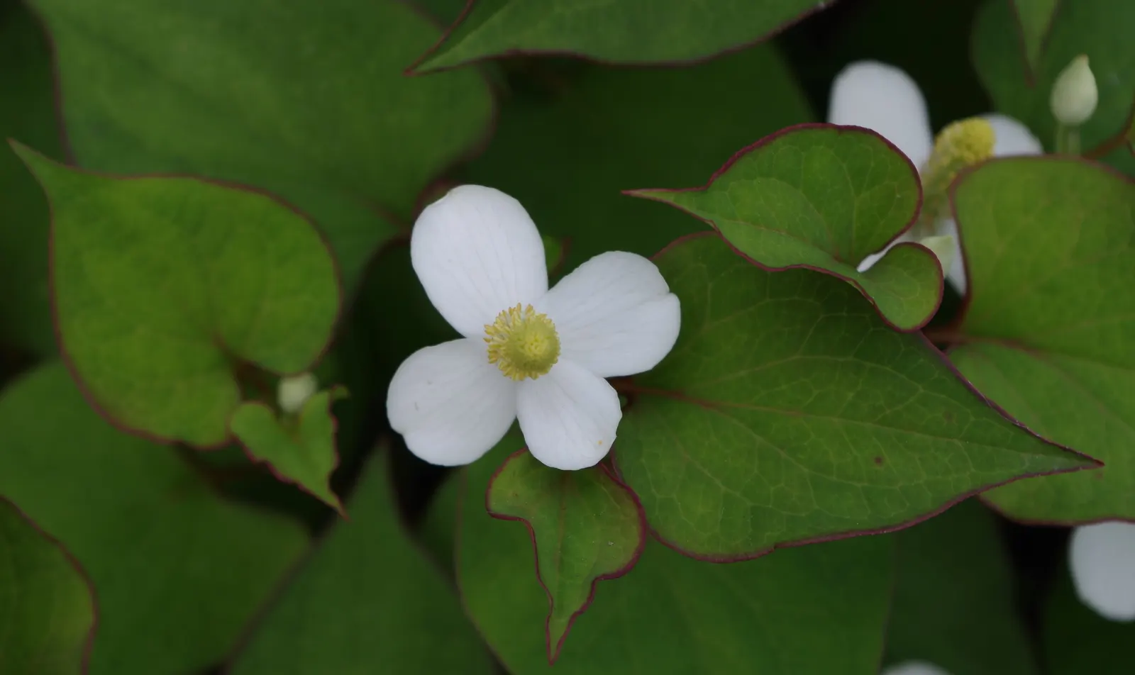 Houttuynia (Houttuynia Cordata 'Chamelion') — ground cover / perennial for full or half