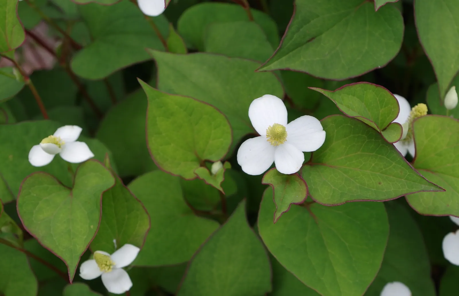 Houttuynia (Houttuynia Cordata 'Chamelion') — so containment is advised; this vivacious plant can reach a height of 6 to 12 inches and spreads to about 18 to