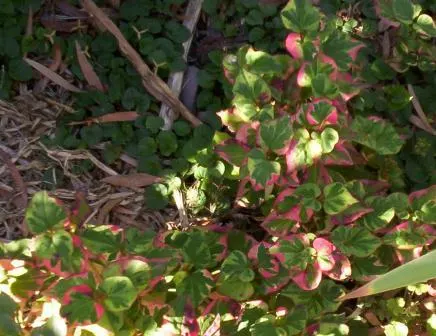 Houttuynia (Houttuynia Cordata 'Chamelion') — ground cover / perennial for full or half; requiring minimal care beyond monitoring its growth and ensuring