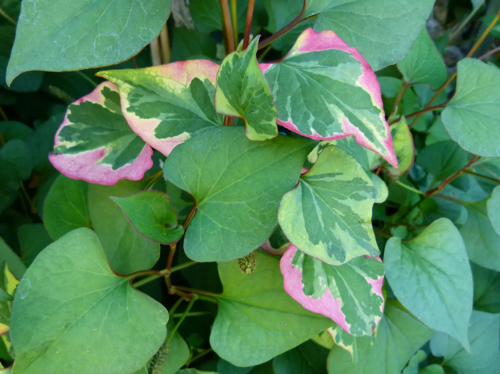 Houttuynia (Houttuynia Cordata 'Chamelion') — Thriving in USDA zones 4-8