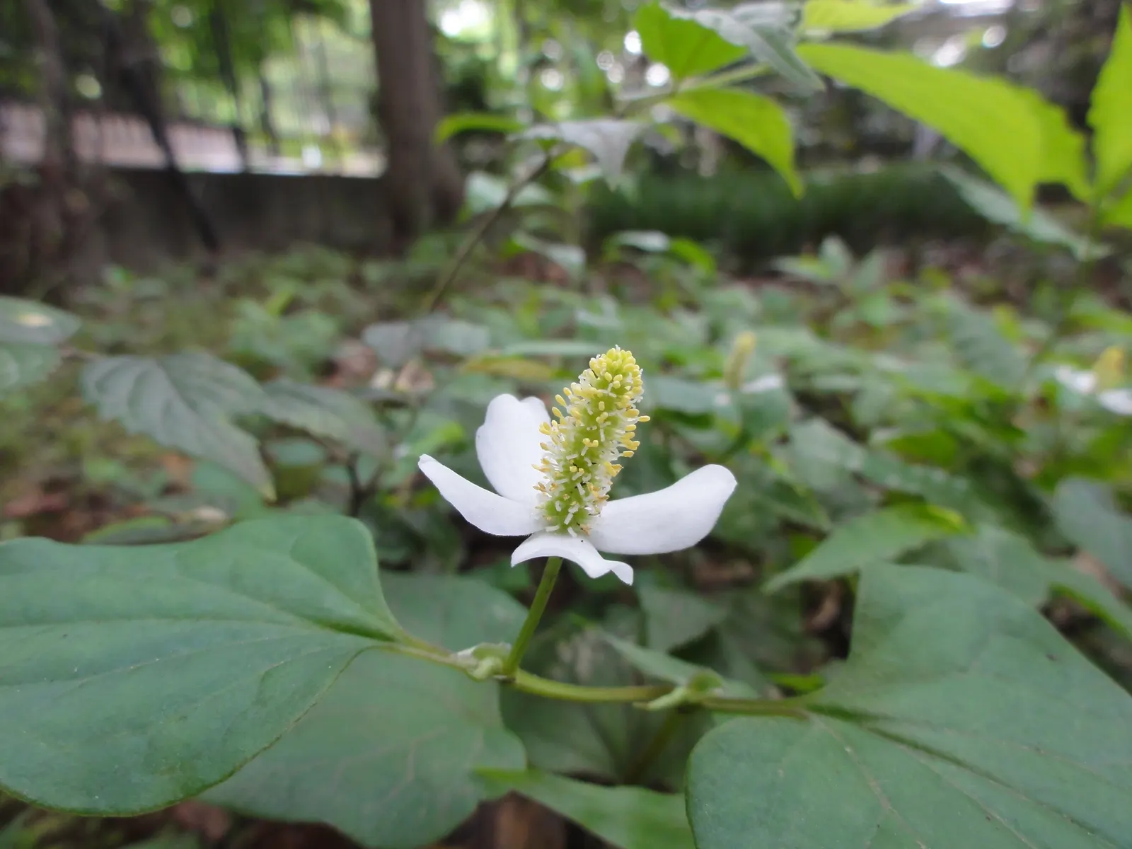 Houttuynia (Houttuynia Cordata 'Chamelion') — In the late spring to early summer; its aromatic foliage can be quite aggressive in growth, image 83