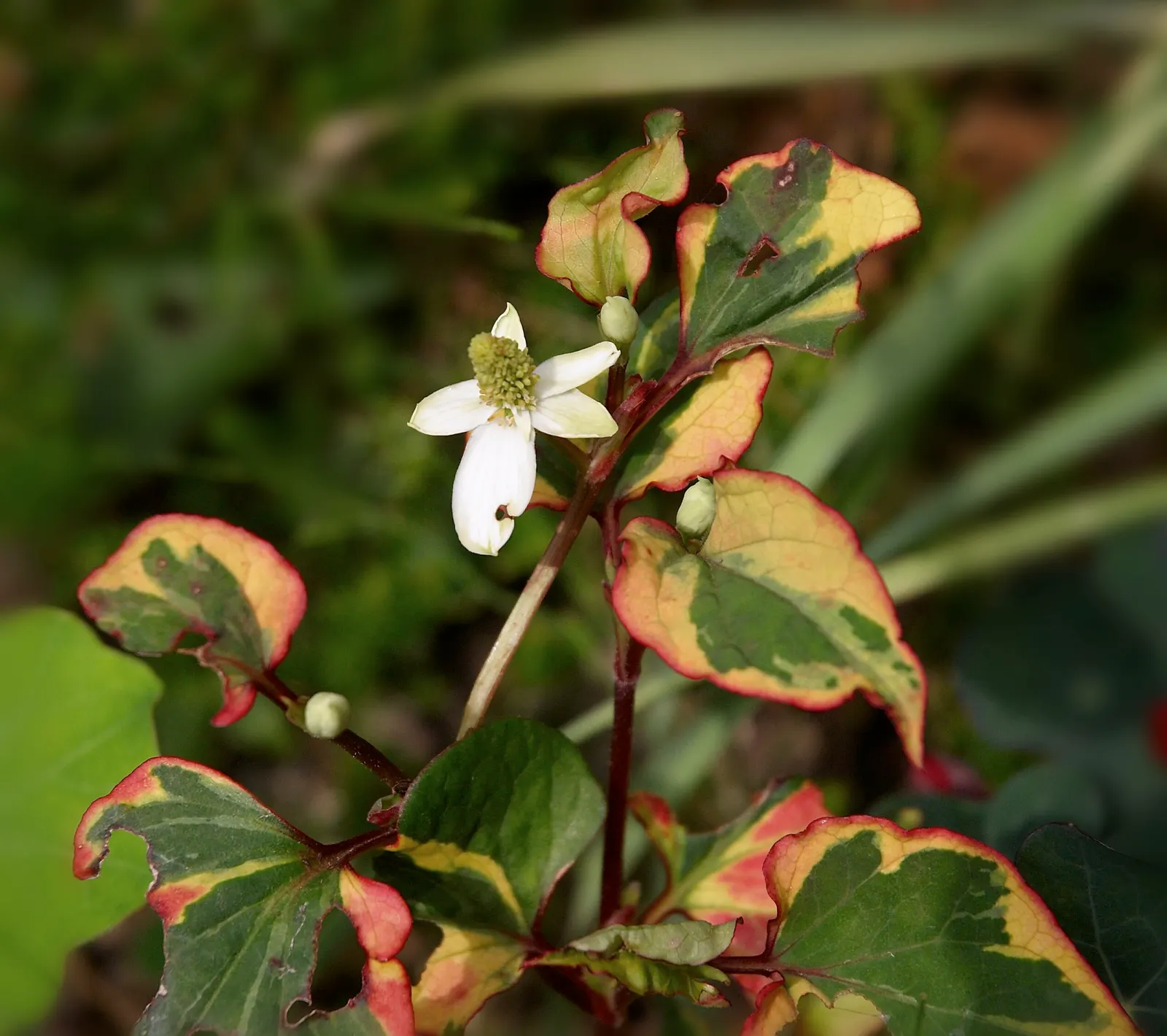 Houttuynia (Houttuynia Cordata 'Chamelion') — so containment is advised; this vivacious plant can reach a height of 6 to 12 inches and spreads to, image 69
