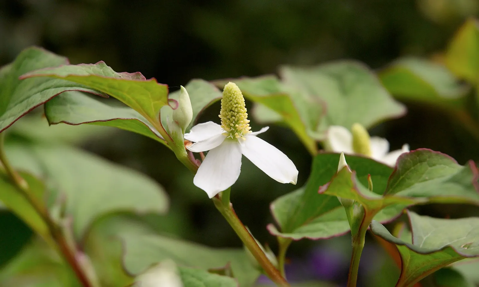 Houttuynia (Houttuynia Cordata 'Chamelion') — providing a striking contrast in textures and colors