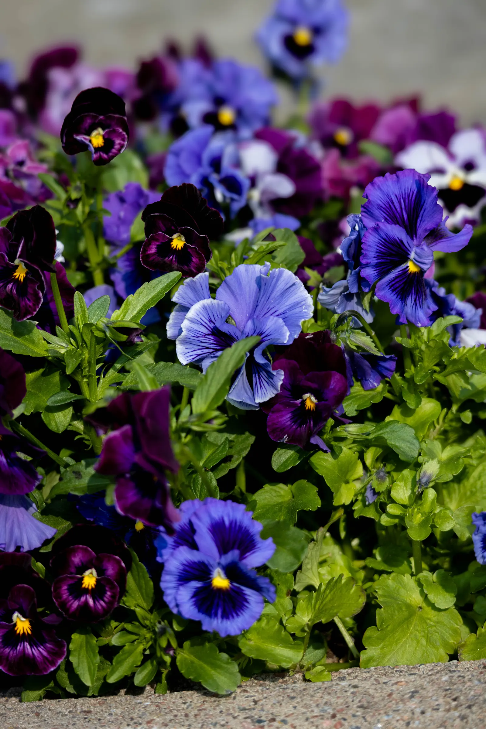 Johnny Jump Up (Viola Tricolor) — but they do enjoy a cooler environment.<br><br>For the client; johnny Jump Ups are resilient and can perform well in a