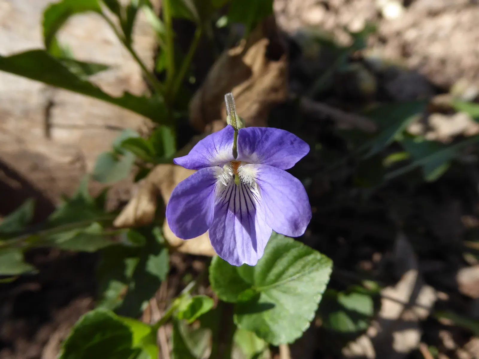 Johnny Jump Up (Viola Tricolor) — The Johnny Jump Up (Viola tricolor) is an endearing, self-seeding perennial; it flourishes in full to partial sun, image 151
