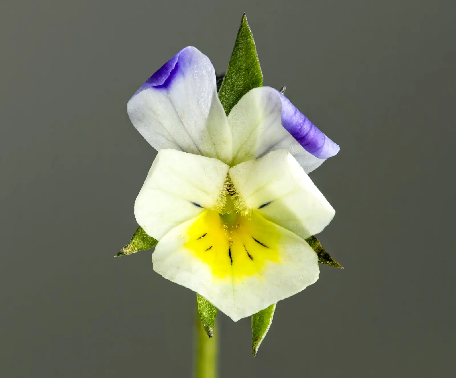 Johnny Jump Up (Viola Tricolor) — The Johnny Jump Up (Viola tricolor) is an endearing, self-seeding perennial; it flourishes in full to partial sun and