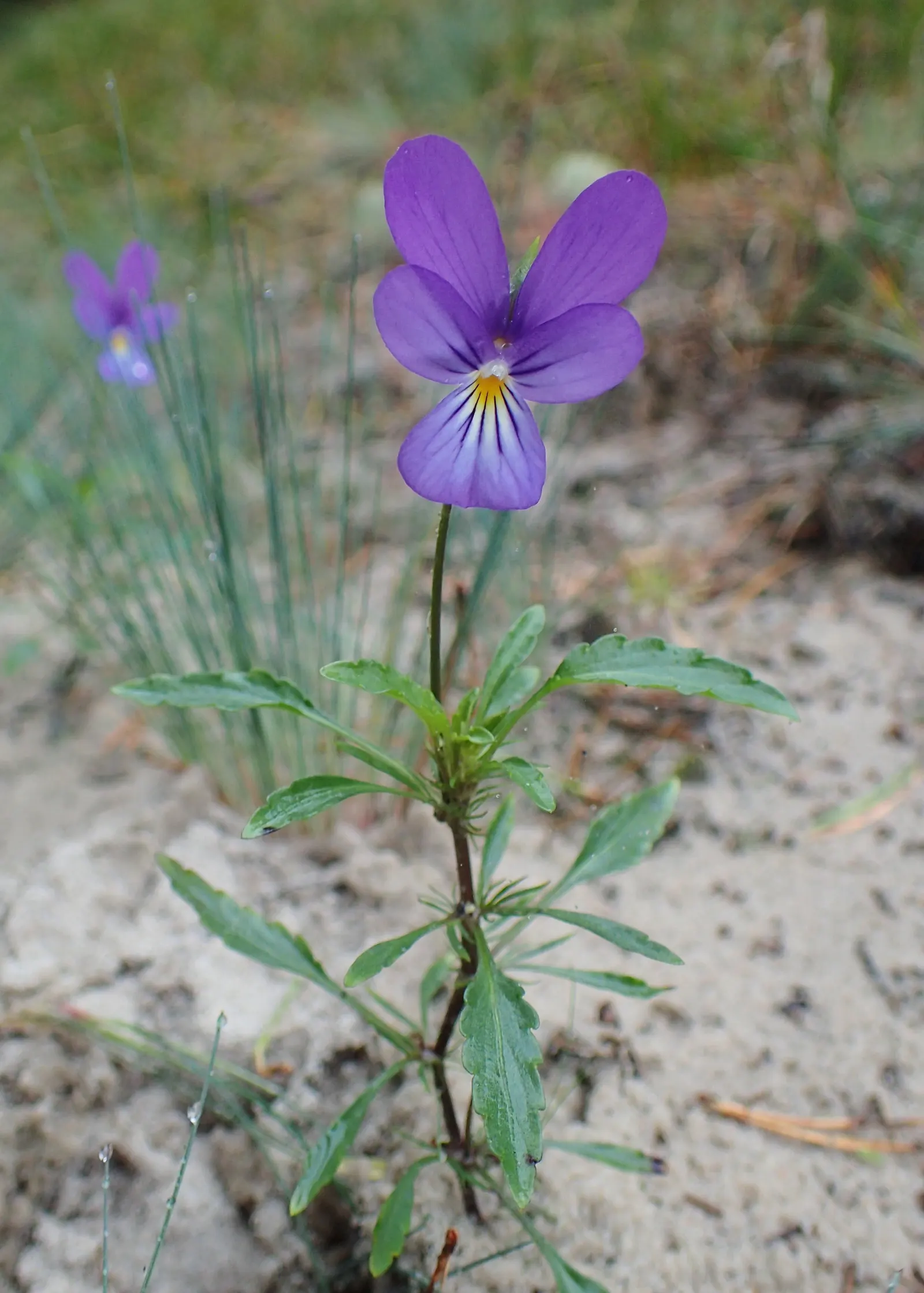 Johnny Jump Up (Viola Tricolor) — that Viola tricolor is known to attract butterflies and bees; colorful appearance and low maintenance, image 171