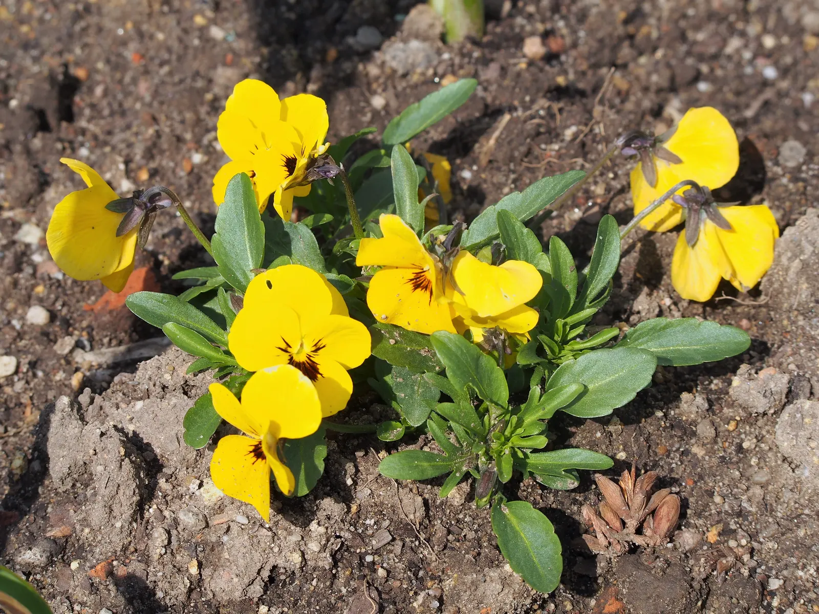 Johnny Jump Up (Viola Tricolor) — Robust and frost-tolerant; long-lasting blooms to borders and containers from spring to frost, image 80